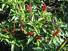 Thai Dragon rote Chilli aus Thailand Massenträger Chili ideal für Einsteiger  