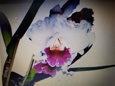 orchideen pflanzen Cattleya