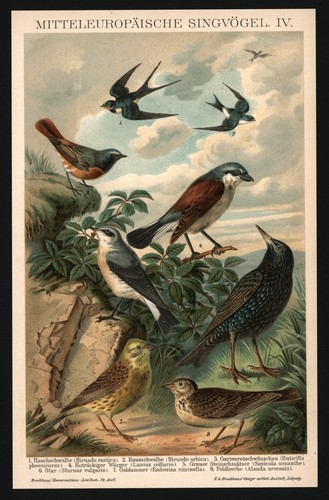Lithographie anno 1896 - ,