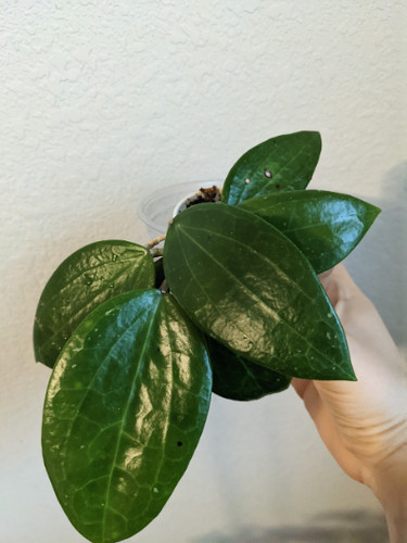 Hoya merrillii - hoya,