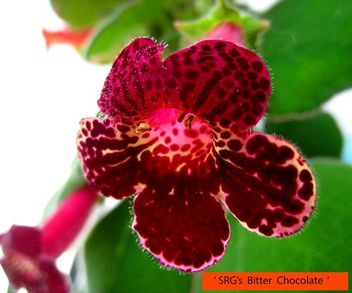 Mini kohleria saliba - mini,
