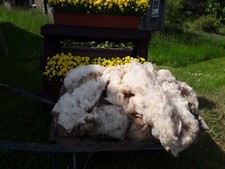 Rohwolle 5 kg  Schaf Wolle Hell