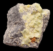 Wavellit xx  ⚒ Reust -