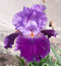 2x im Jahr wiederblühende rebloom Iris Buc Joyeux hohe rote Schwertlilie Rarität