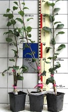 Pyrus x cult. "Bimmbirne"  -  sehr seltene Regionalsorte der Südpfalz