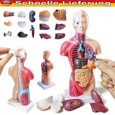 Medizinisches Anatomie