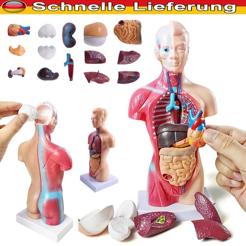 Anatomischesm menschliches - anatomischesm,