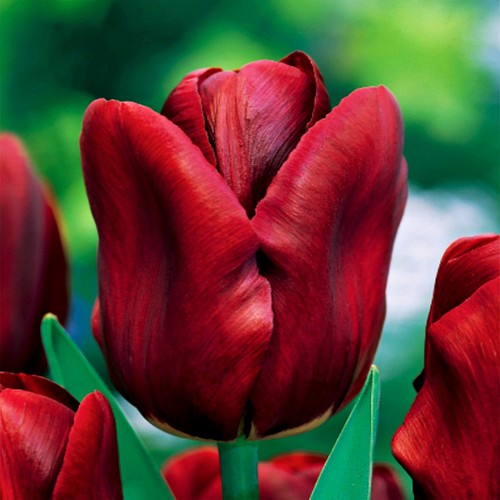 Tulpen blumenzwiebeln zwiebeln - blumenzwiebeln,