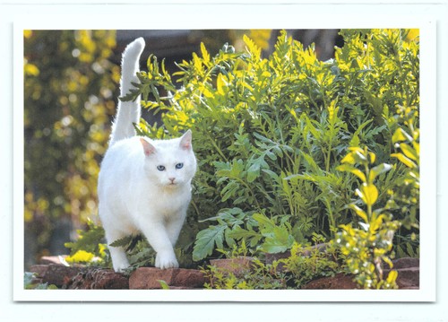 Postkarte katze - 1, 28°