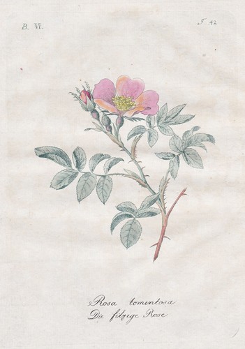 Harsh downy rose filz - harsh, downy-rose
