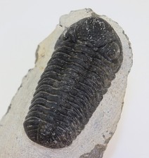 Trilobit, Boeckops stelcki