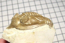 Devon Trilobit Fossil Huntonia