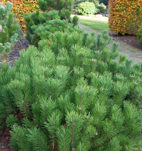 Zwerg bergkiefer 25cm - zwerg,