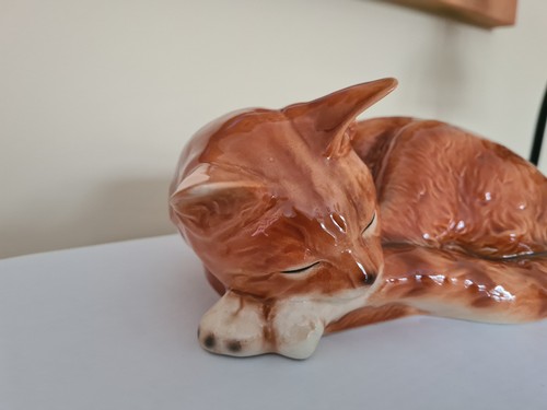 Wunderschöne schlafende katze - wunderschöne,
