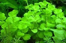 Wasserwald Teichpflanzen