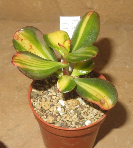 Crassula argentea mikaeri - argentea,