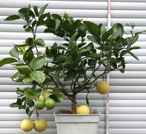 Citrus aurantium bittersweet - citrus,