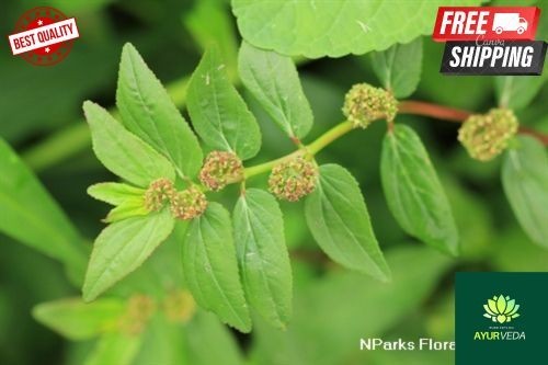 100 reine bio - bio, hirta