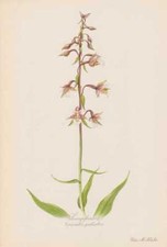Epipactis palustris