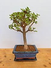 Zimmerbonsai Bonsai Jadebaum