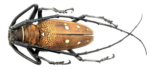 Cerambycidae batocera laena - batocera,
