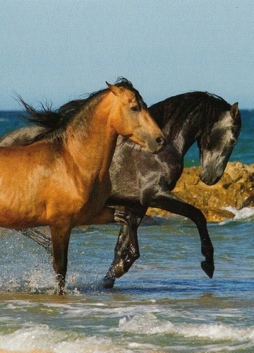 Horse postcard pferd - postcard, *