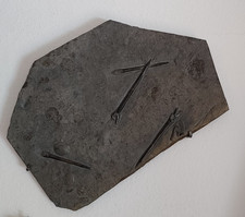 Versteinerung Belemnit Holzmaden Schieferplatte