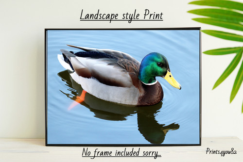 Mallard duck druck - duck, a4