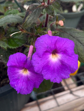 Achimenes ‘Purple King’