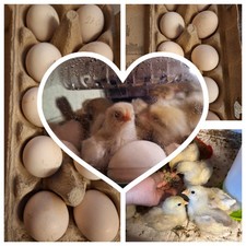 Australorps Zwerg Murmel 