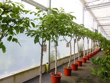 Echter walnussbaum juglans - walnussbaum,