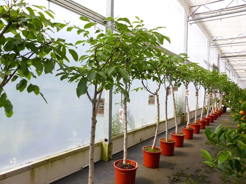 Echter walnussbaum juglans - walnussbaum,