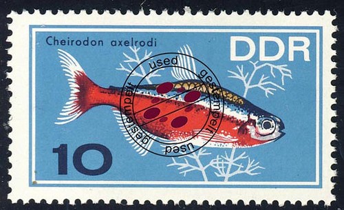 1222 zierfische roter - roter, neon