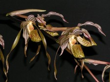 Paphiopedilum kolopakingii