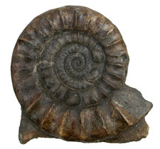 Lias  Arietites solarium  Beeindruckender großer Ammonit  26 cm  Balingen  KE5-4