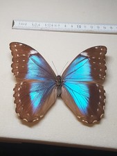 Morpho Menelaus Weibchen