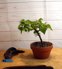#92 Bonsai Betula pendula