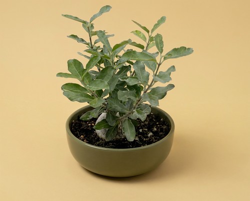 Fockea edulis caudexpflanze - fockea,