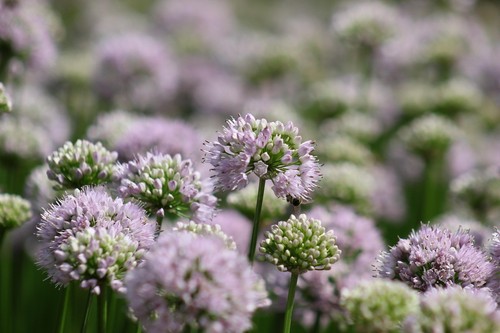 Winterhart lila weiss allium - winterhart,
