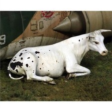 Kuh liegend 1/35 - Tiere