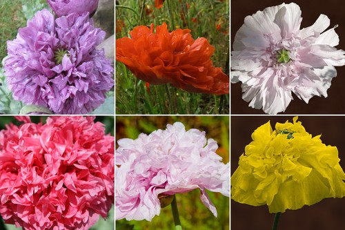 000 samen gefüllter - gefüllter, mohn
