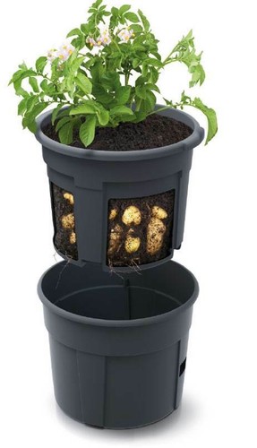 Kartoffel pflanztopf potato - kartoffel-pflanztopf,
