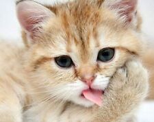 Diamond Painting Katze 40x30 cm TinkerBox  - Neu