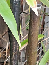 SAMEN Exot Pflanzen exotische