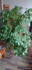Großer prächtiger Ficus