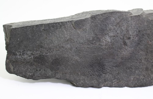 Fisch palaeoniscum - fisch,,
