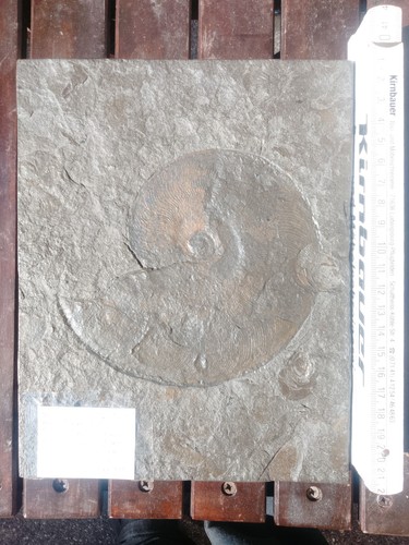 Ammonit harpoceras aus - ,