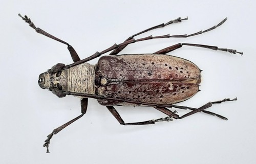 Cerambycidae ssp 40 mm - a2,,