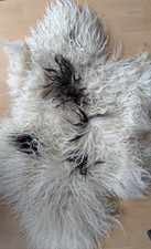 großes, isländisches Schafsfell langhaarig Island