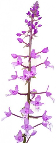 Stenoglottis longifolia - ,